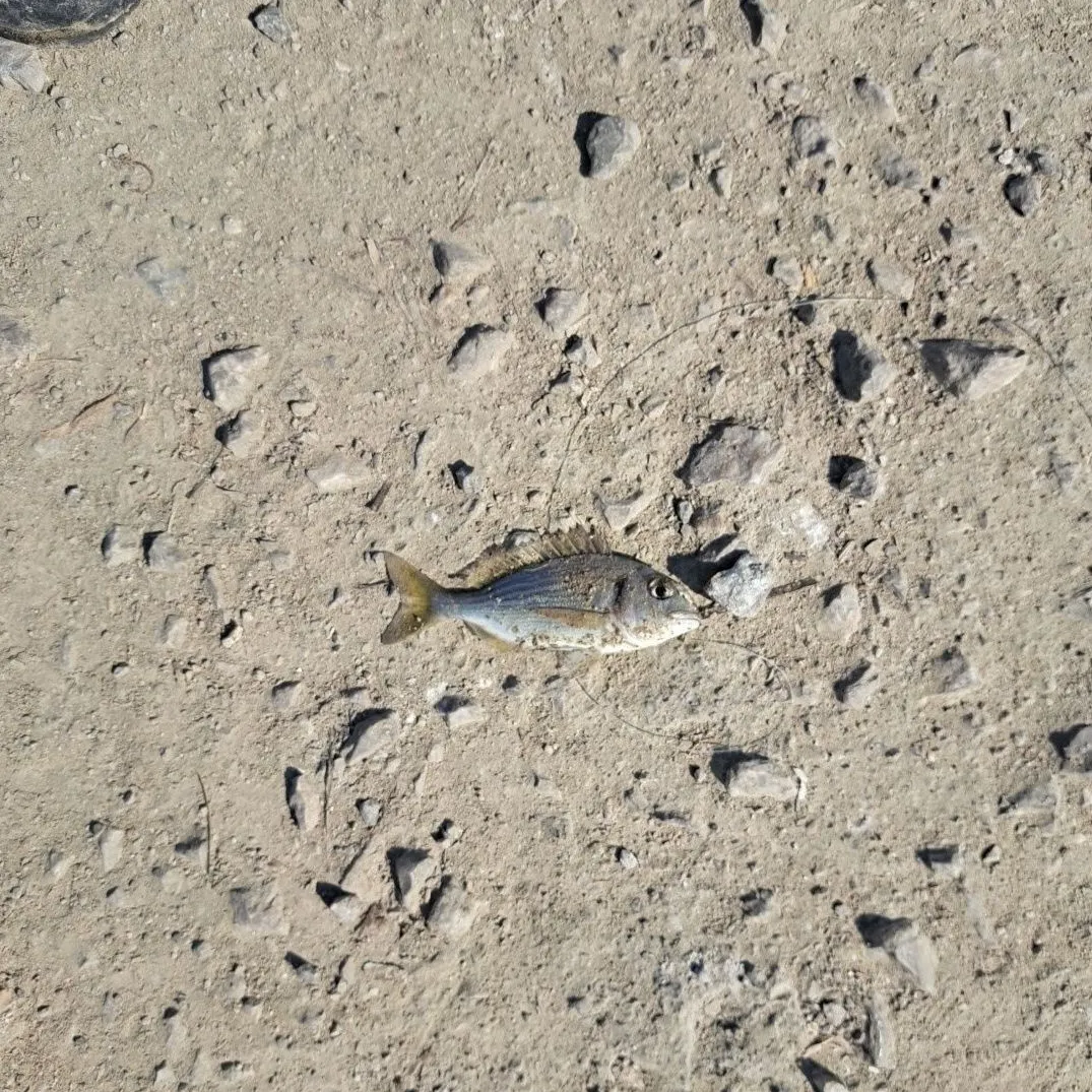 The most recent Gilthead seabream catches on Fishbrain