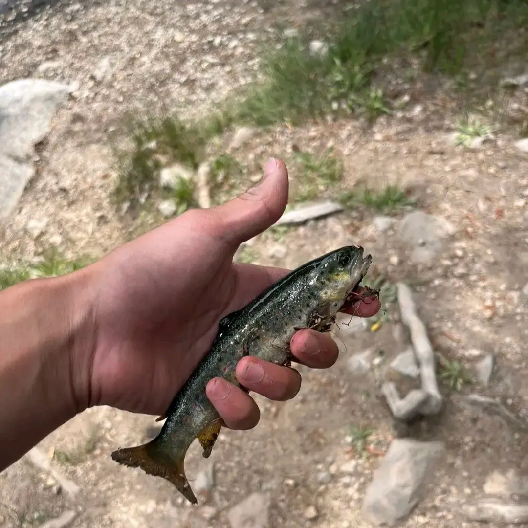 The most recent Lake trout catches on Fishbrain