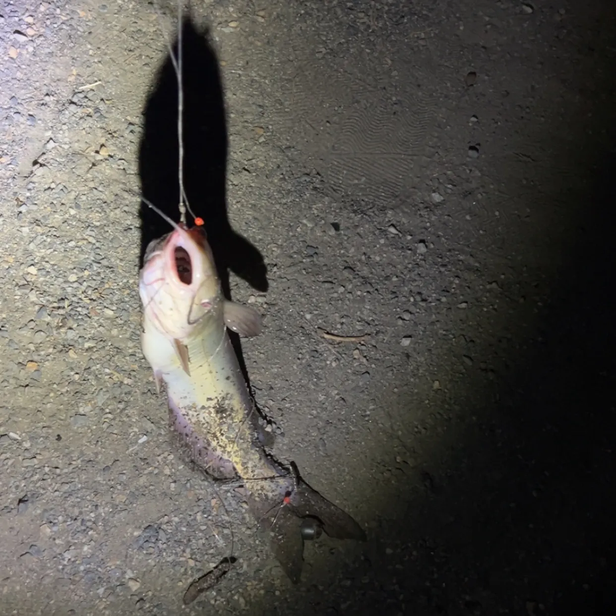 Black bullhead caught on Fishbrain