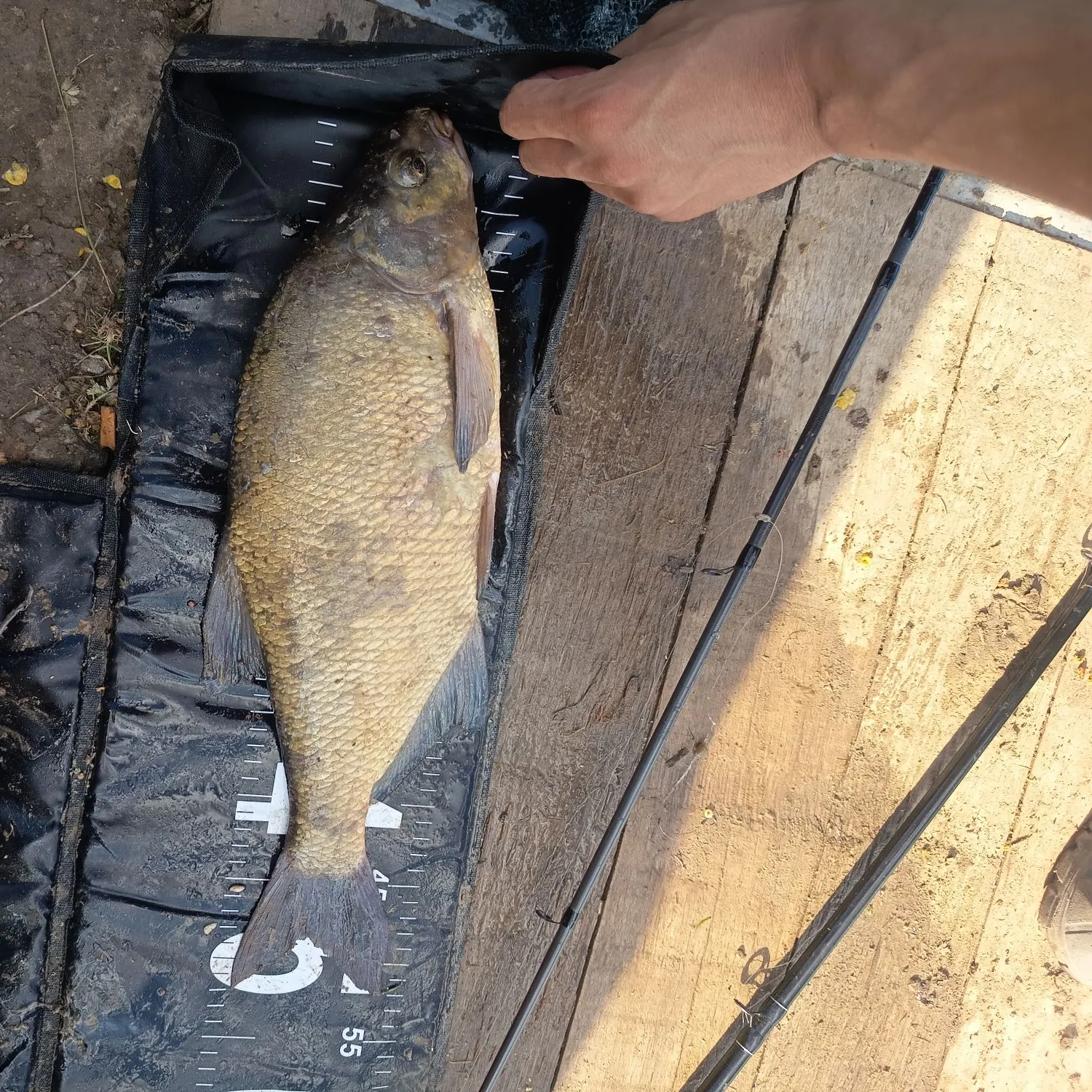 Common bream caught on Fishbrain