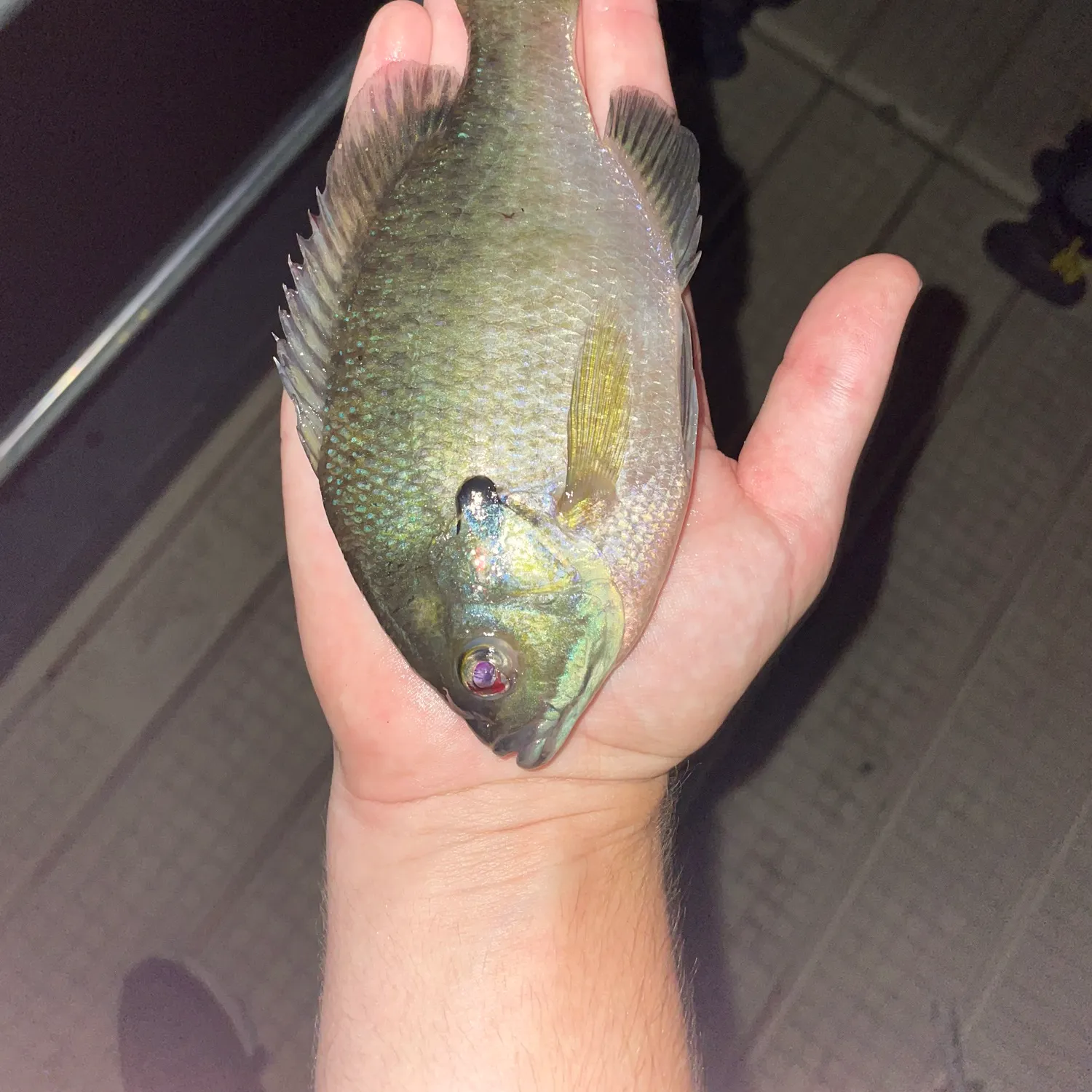 Bluegill caught on Fishbrain