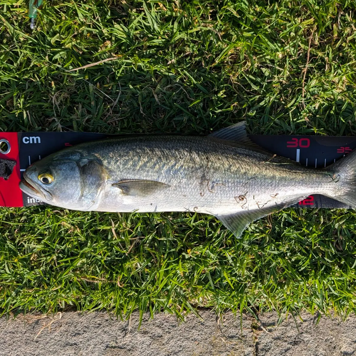 Bluefish caught on Fishbrain