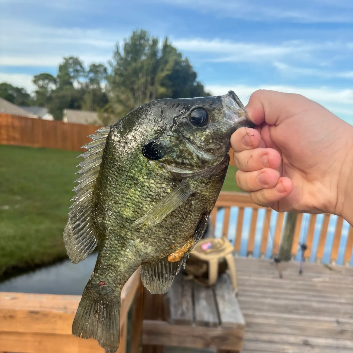 Bluegill caught on Fishbrain