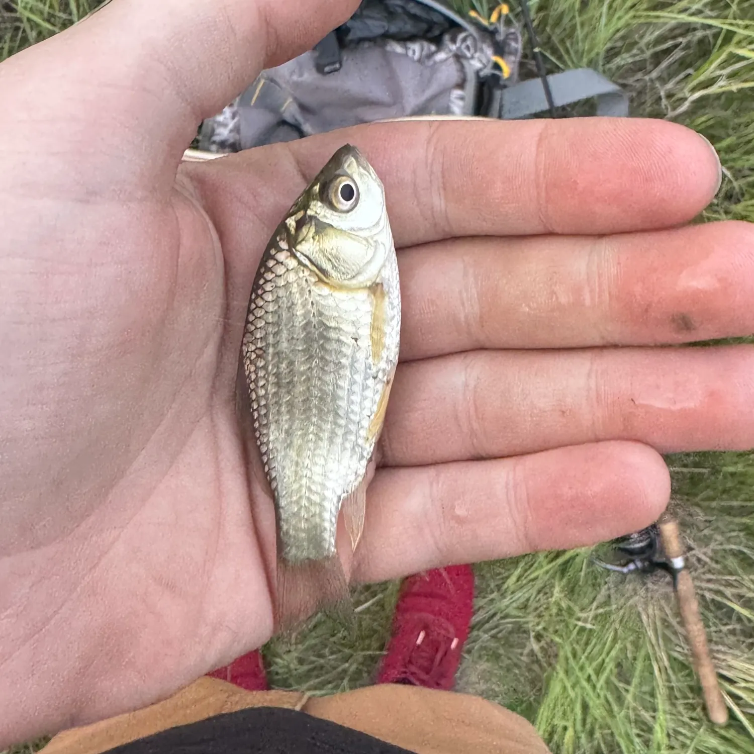 The most recent Prussian carp catches on Fishbrain