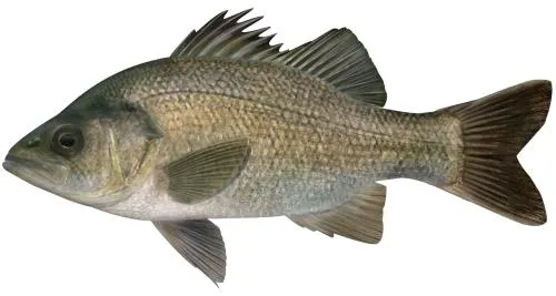 Estuary perch