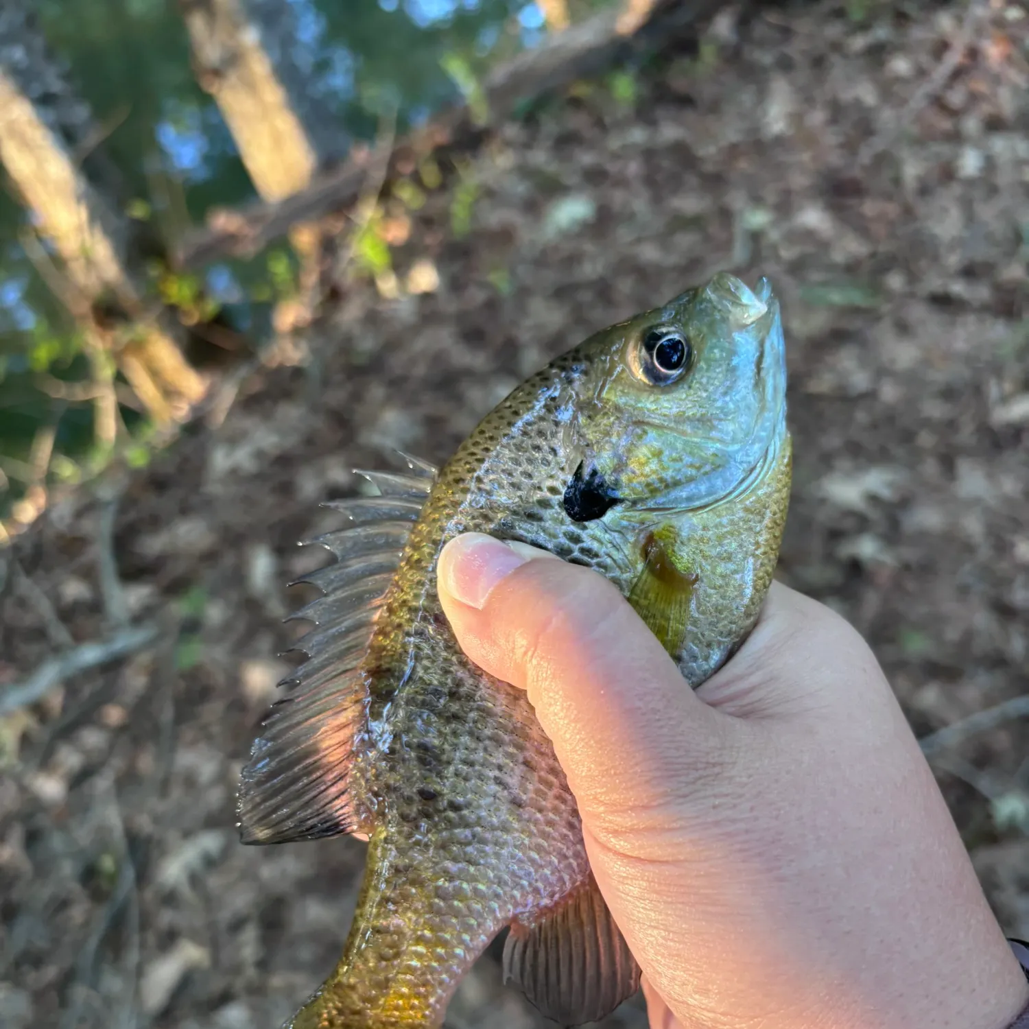 Bluegill caught on Fishbrain