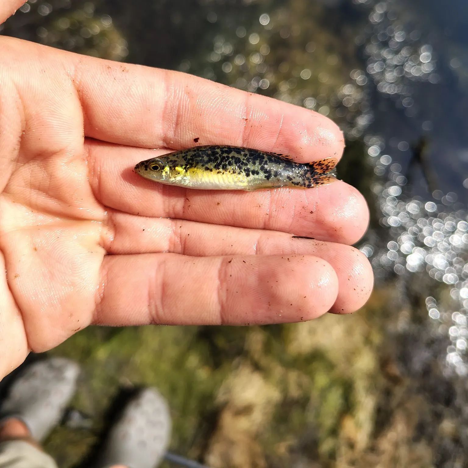 The most recent Golden topminnow catches on Fishbrain