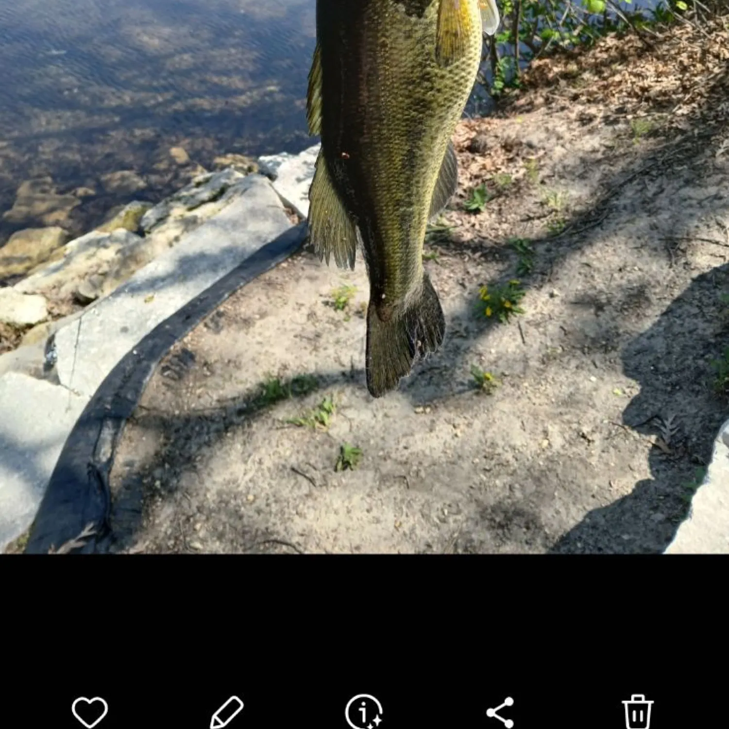 recently logged catches