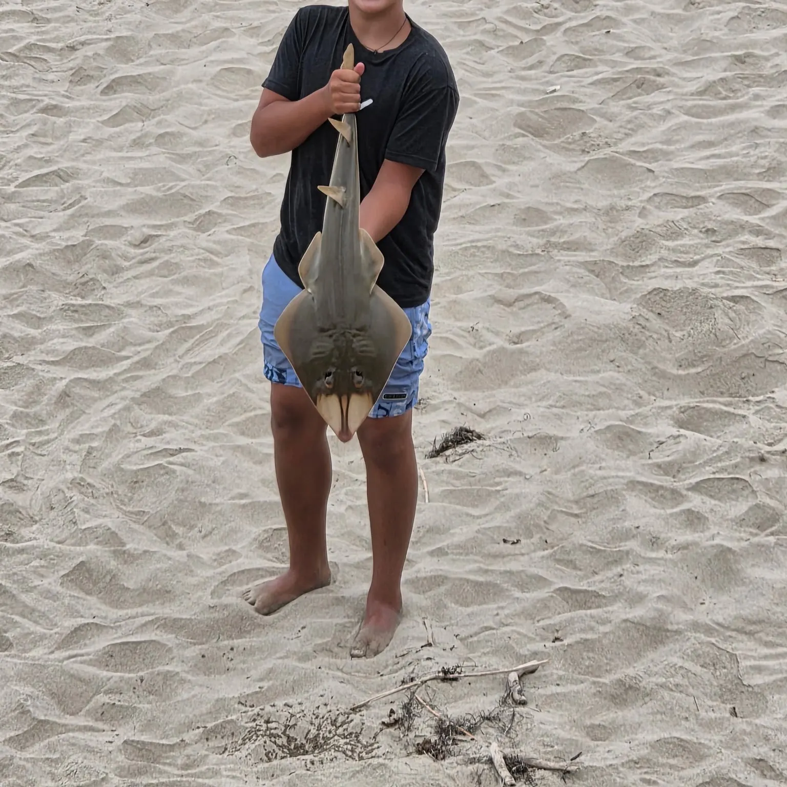 The most recent Lesser sandshark catches on Fishbrain
