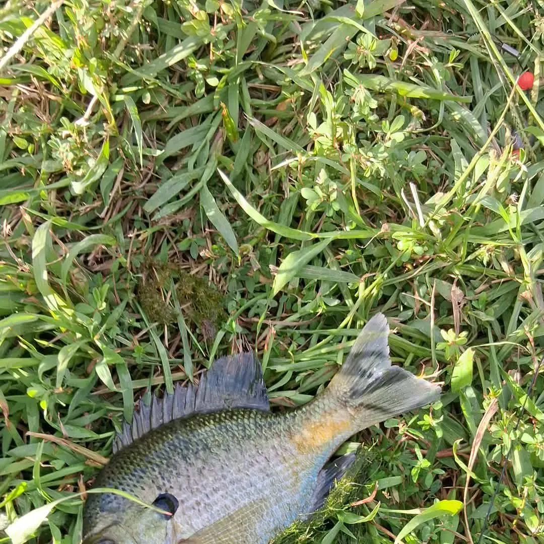 Bluegill caught on Fishbrain