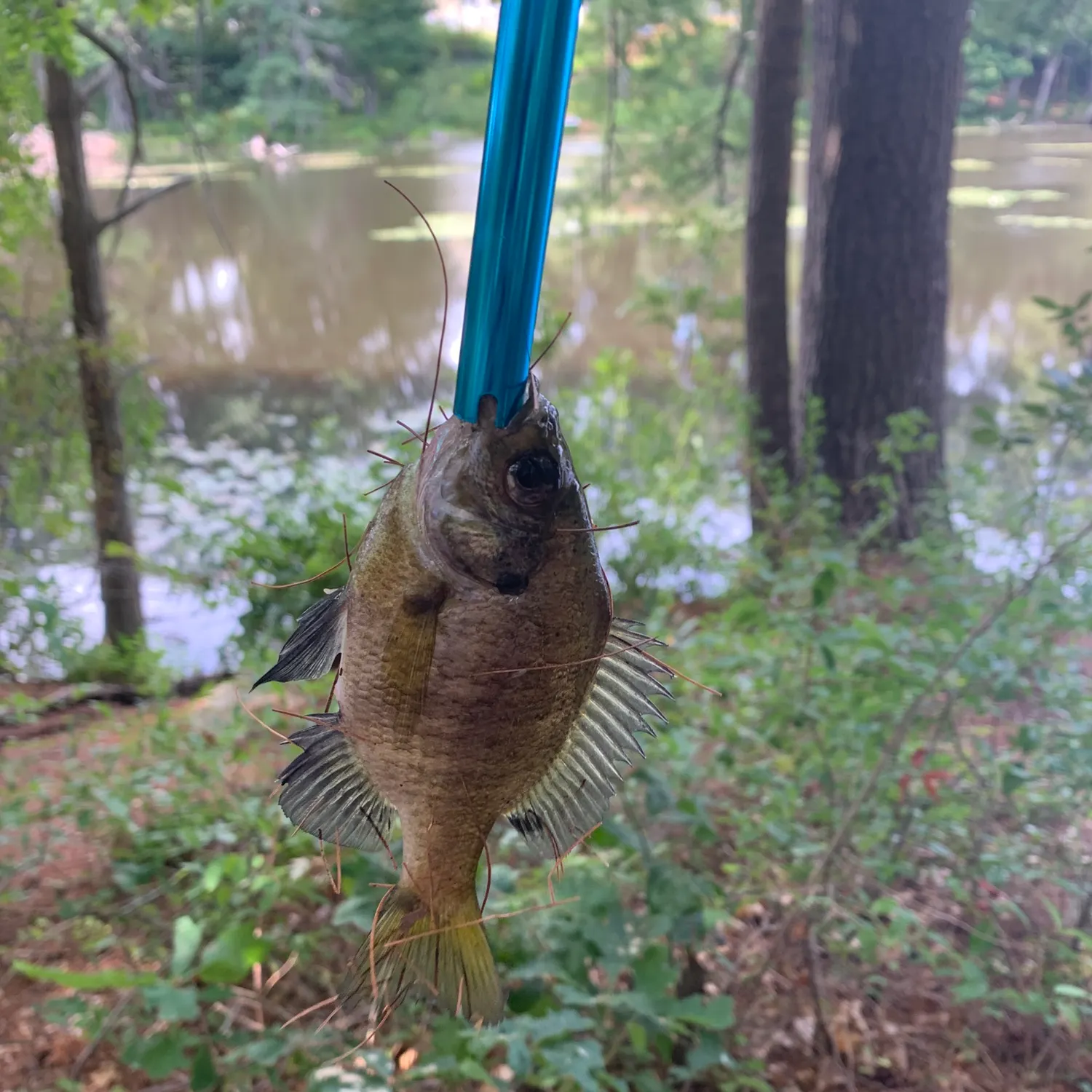 Bluegill caught on Fishbrain