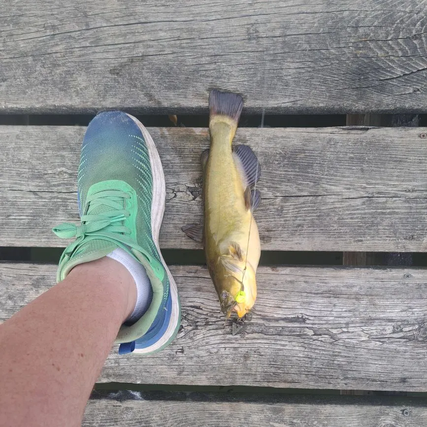 Black bullhead caught on Fishbrain