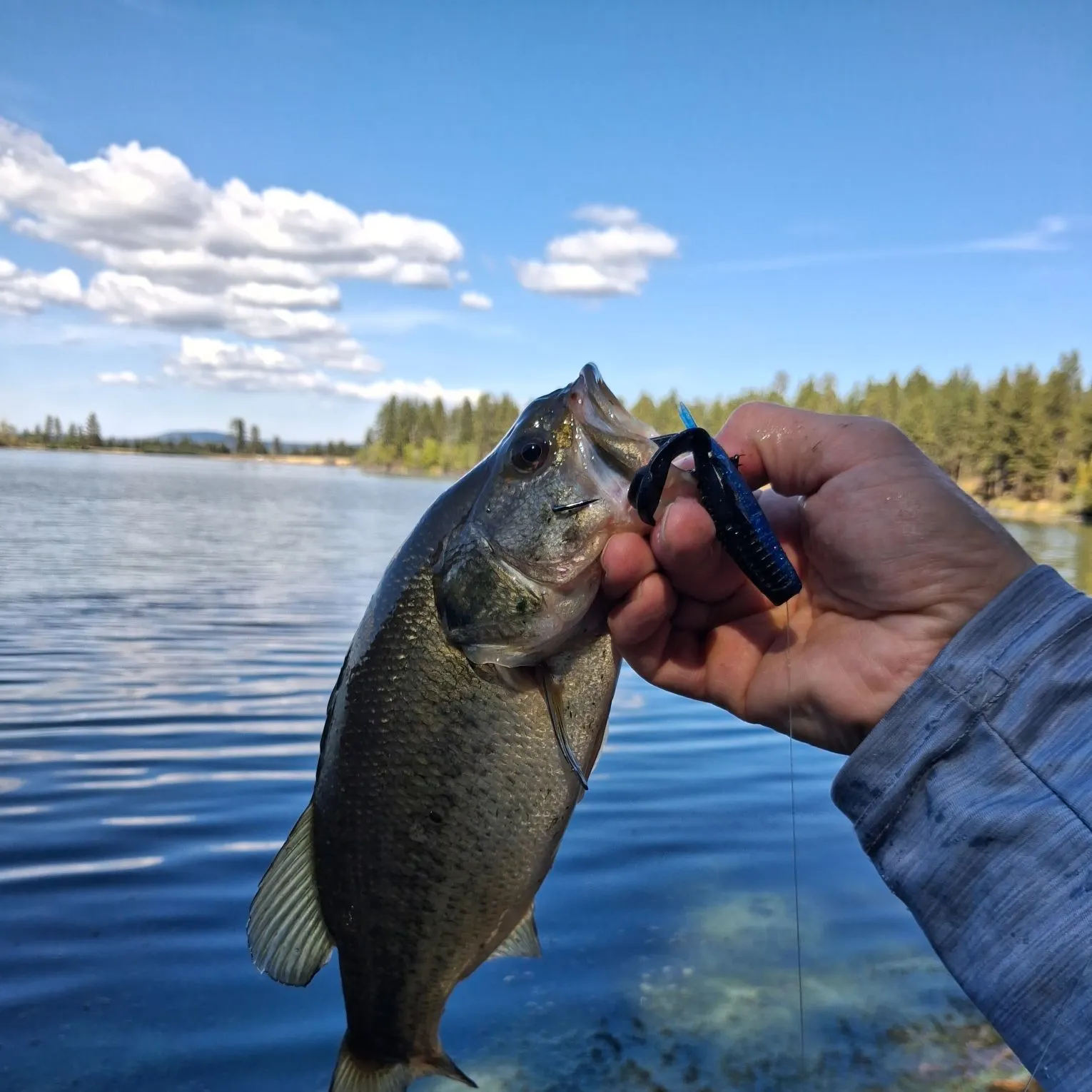Largemouth bass caught on Fishbrain
