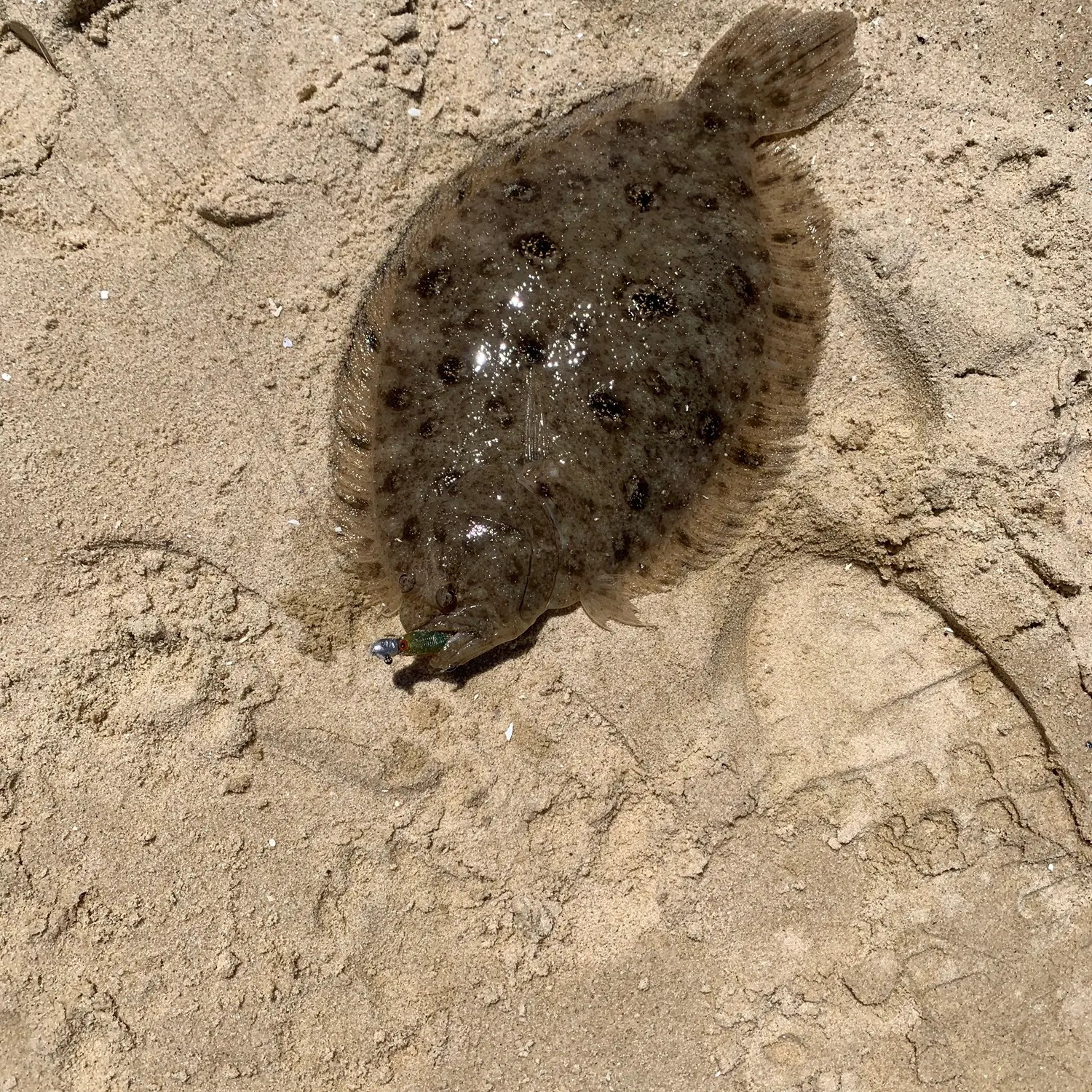The most recent Largetooth flounder catches on Fishbrain