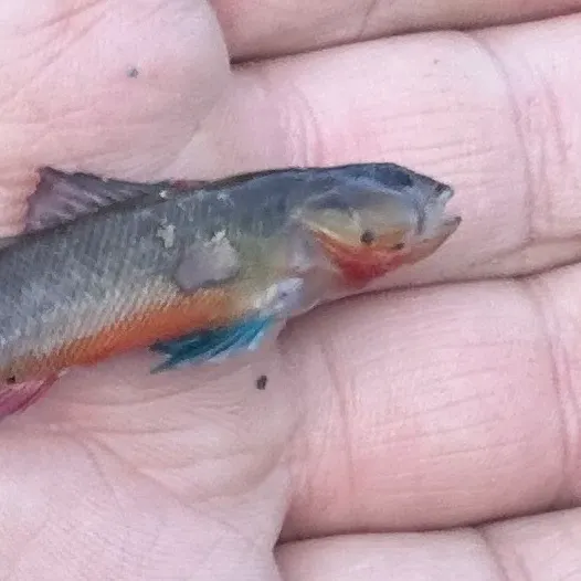 The most recent Orangebelly darter catches on Fishbrain