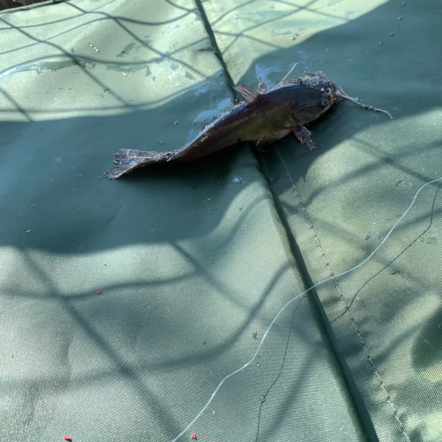 The most recent Wels catfish catches on Fishbrain