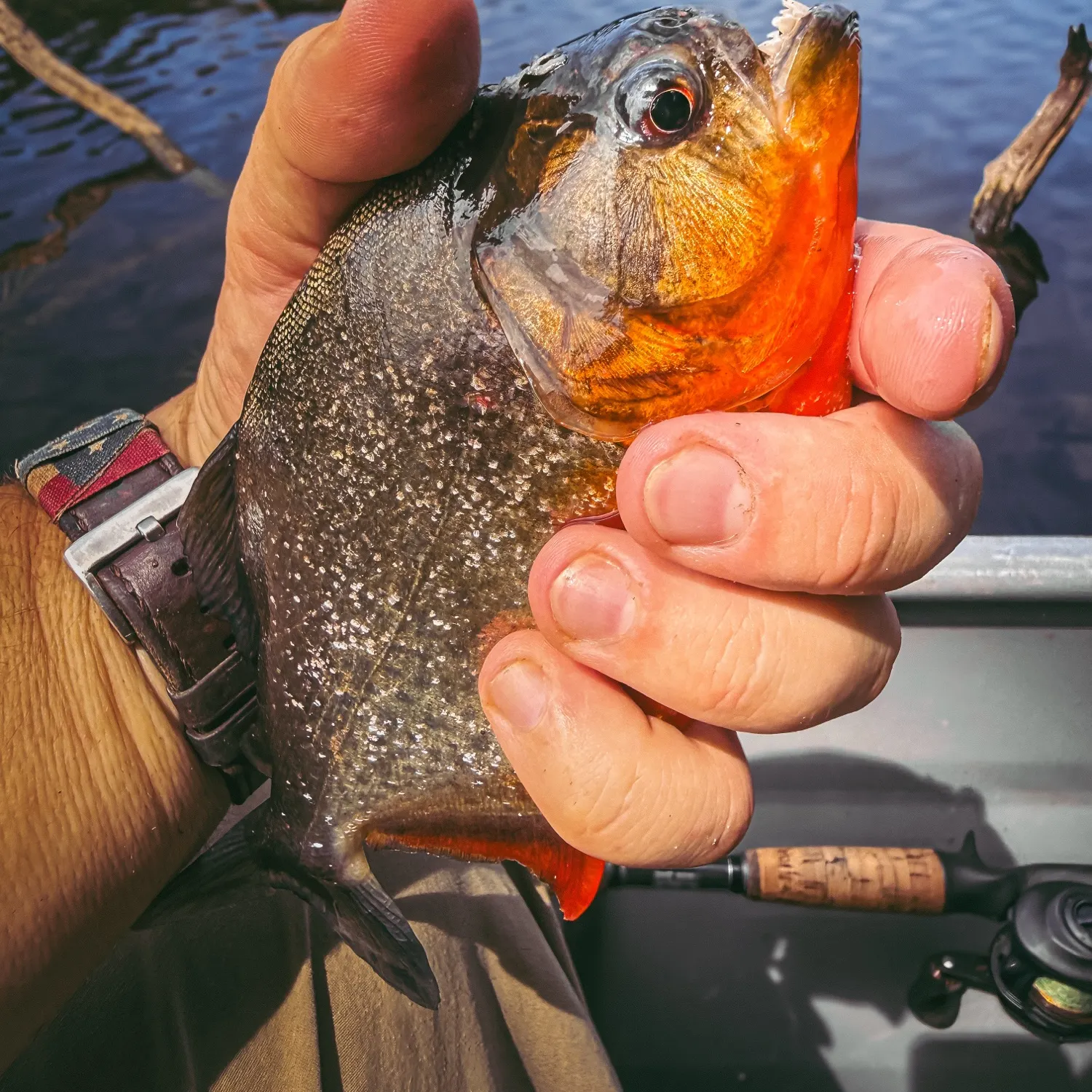 The most recent Red-bellied piranha catches on Fishbrain