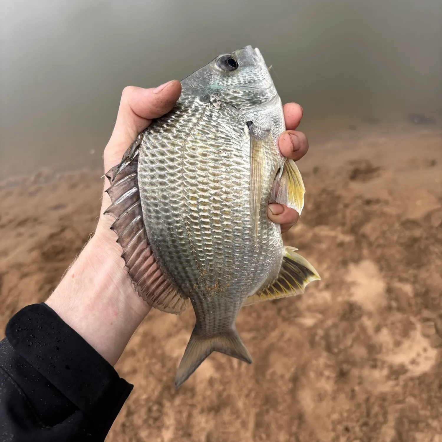 Surf bream caught on Fishbrain
