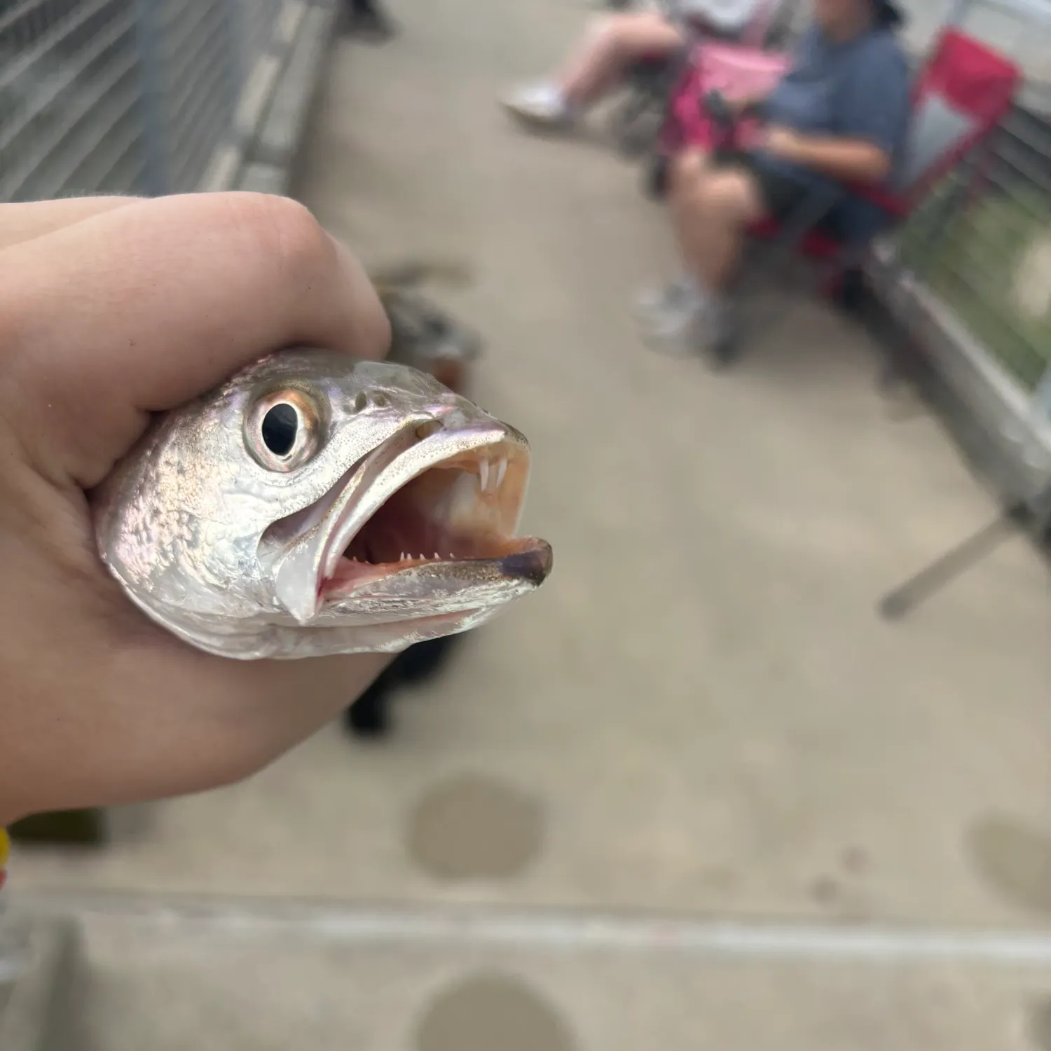 The most recent Sand seatrout catches on Fishbrain