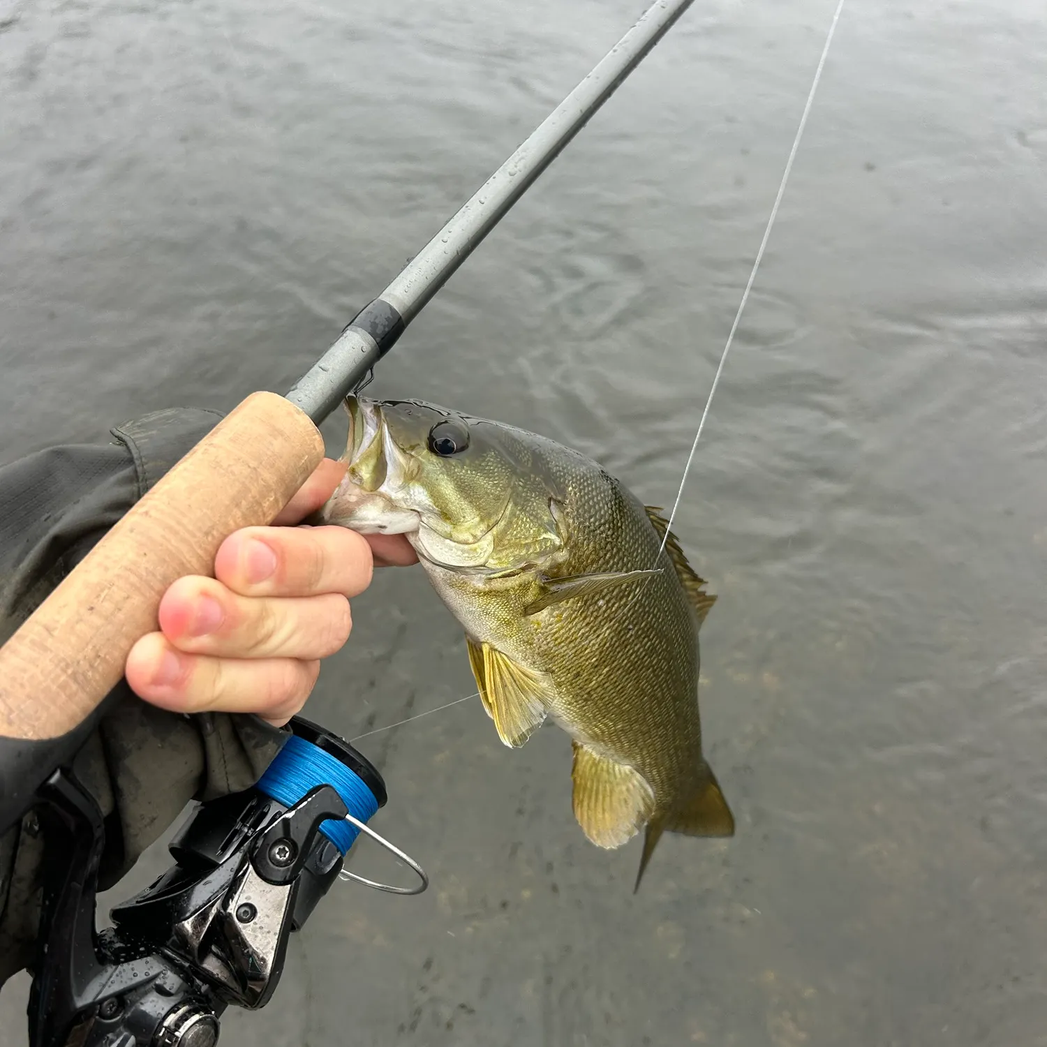 Smallmouth bass caught on Fishbrain