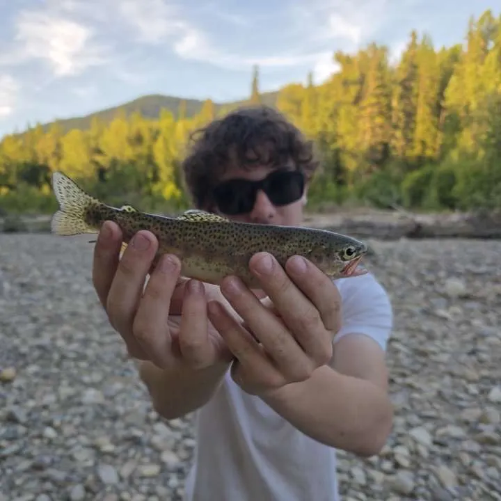 The most recent Columbia river redband trout catches on Fishbrain