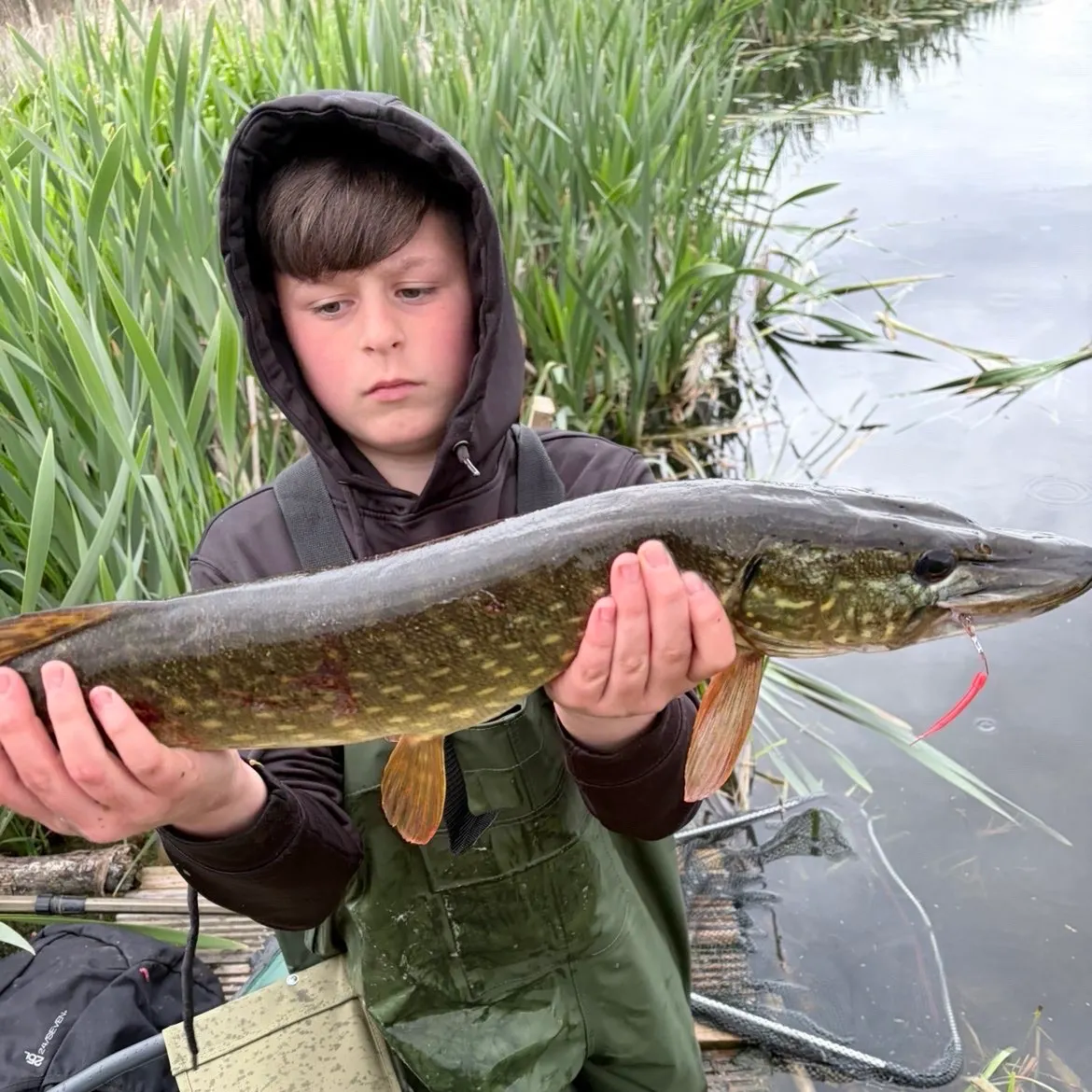 Northern pike caught on Fishbrain