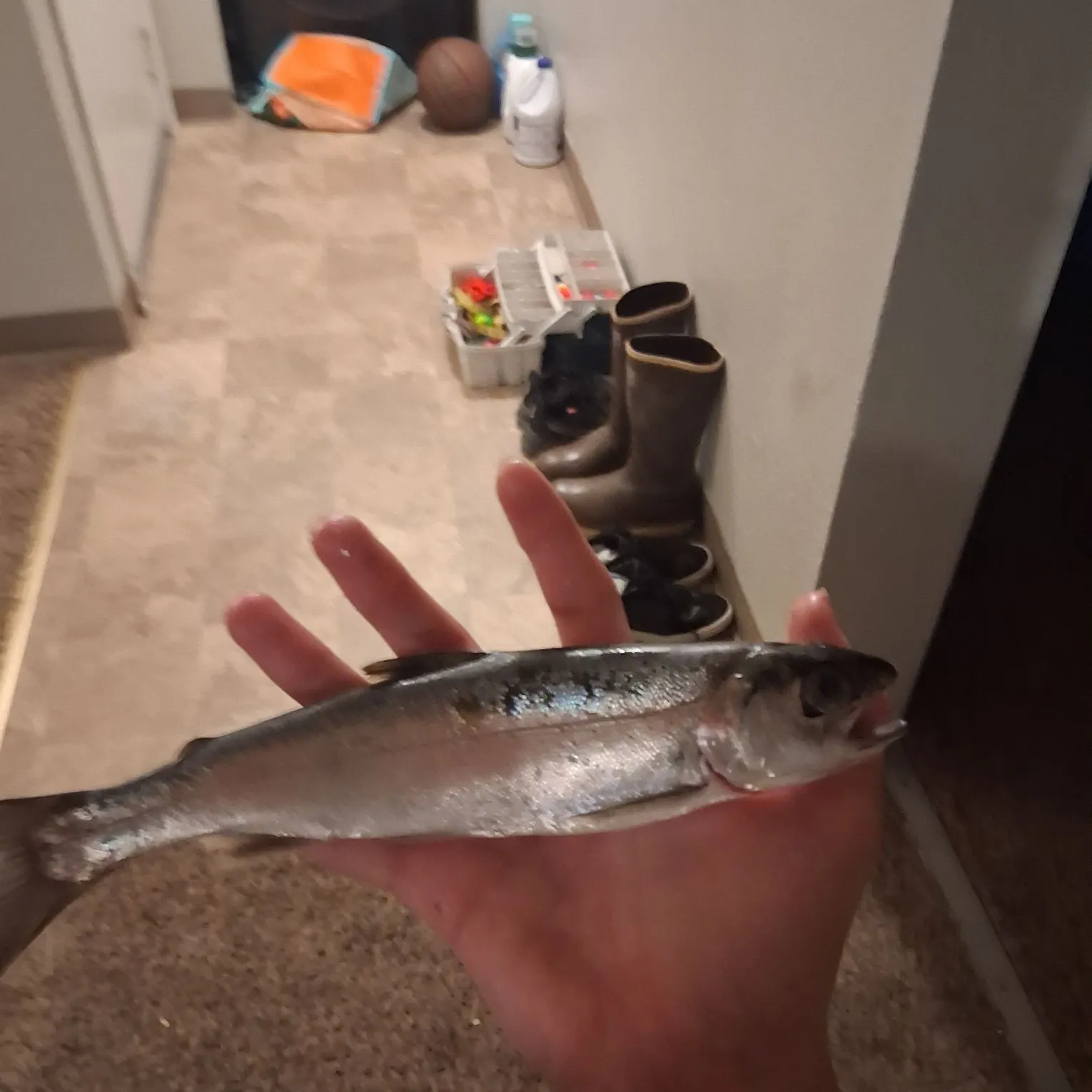 Coho salmon caught on Fishbrain