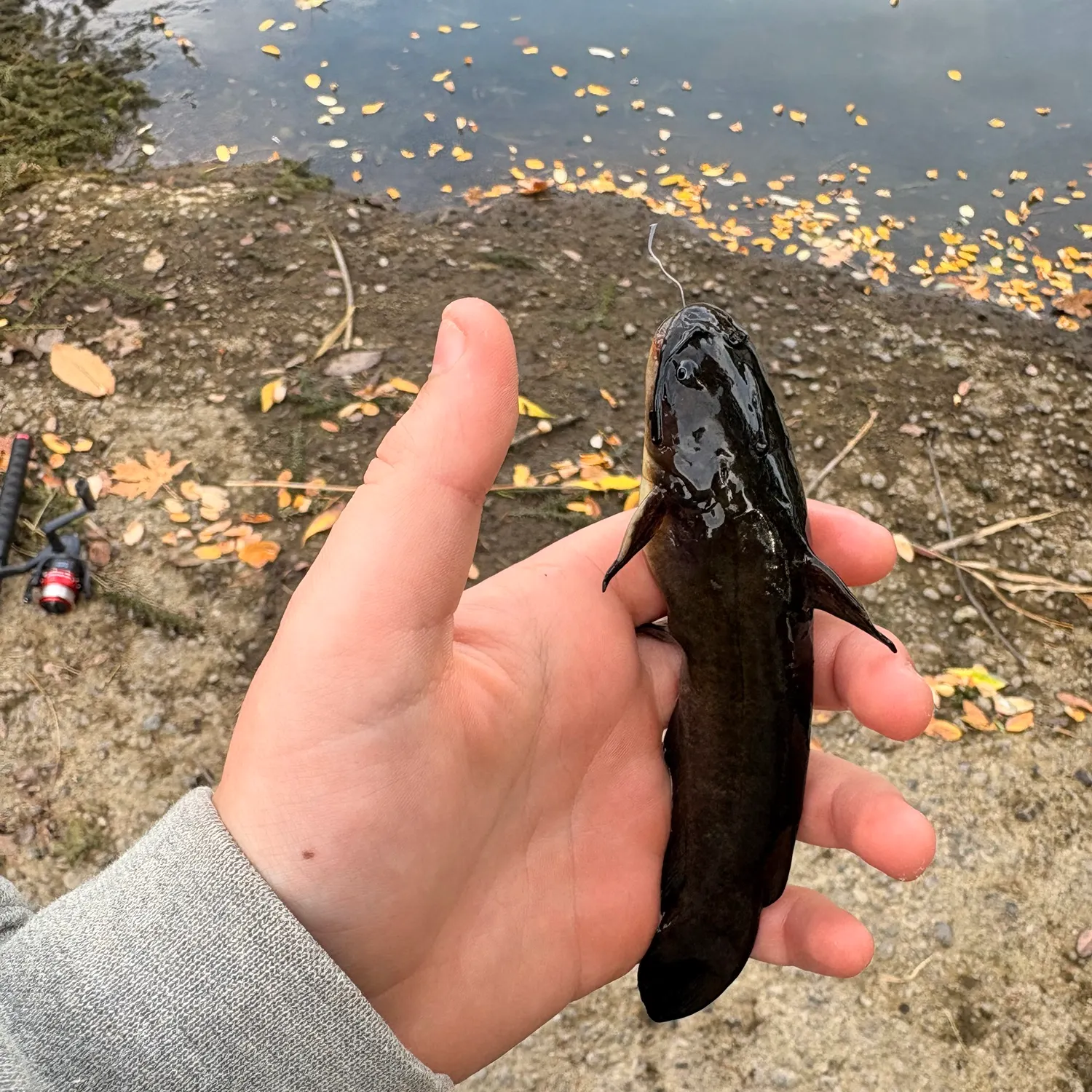 Black bullhead caught on Fishbrain
