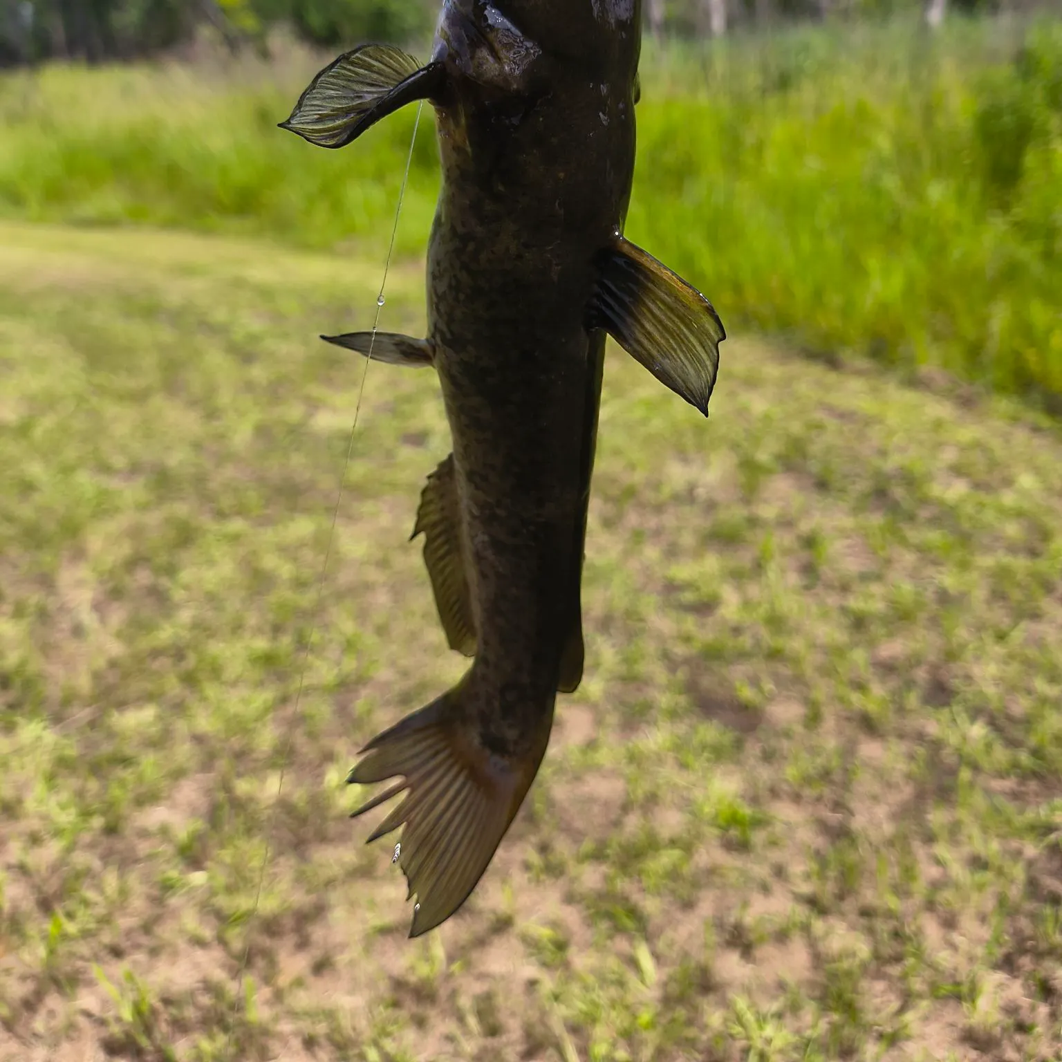Black bullhead caught on Fishbrain