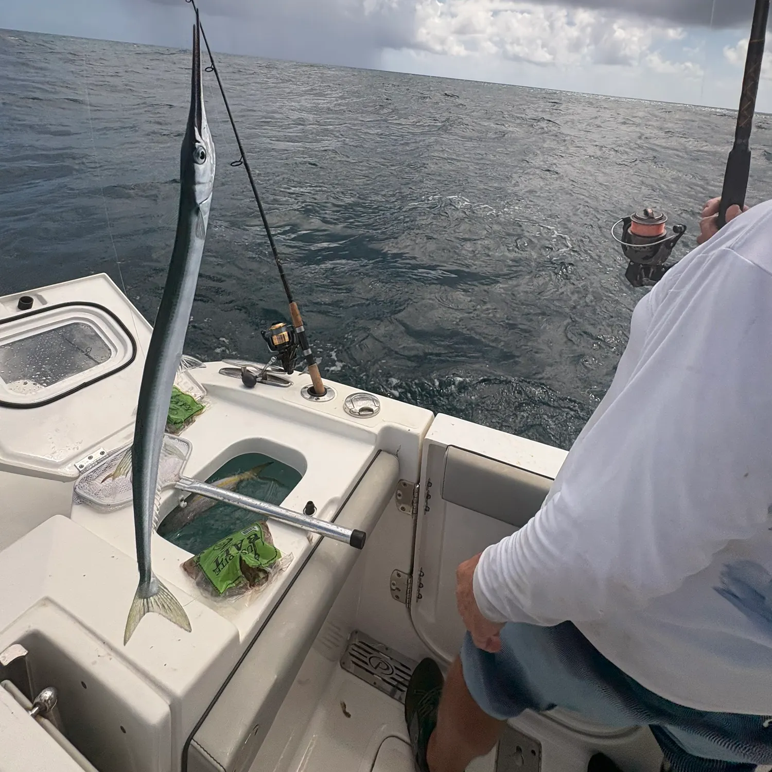 The most recent Hound needlefish catches on Fishbrain