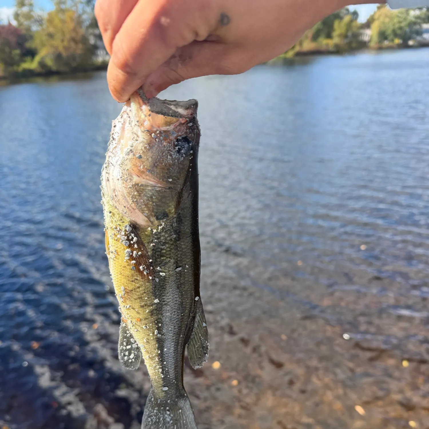 Creek chub caught on Fishbrain