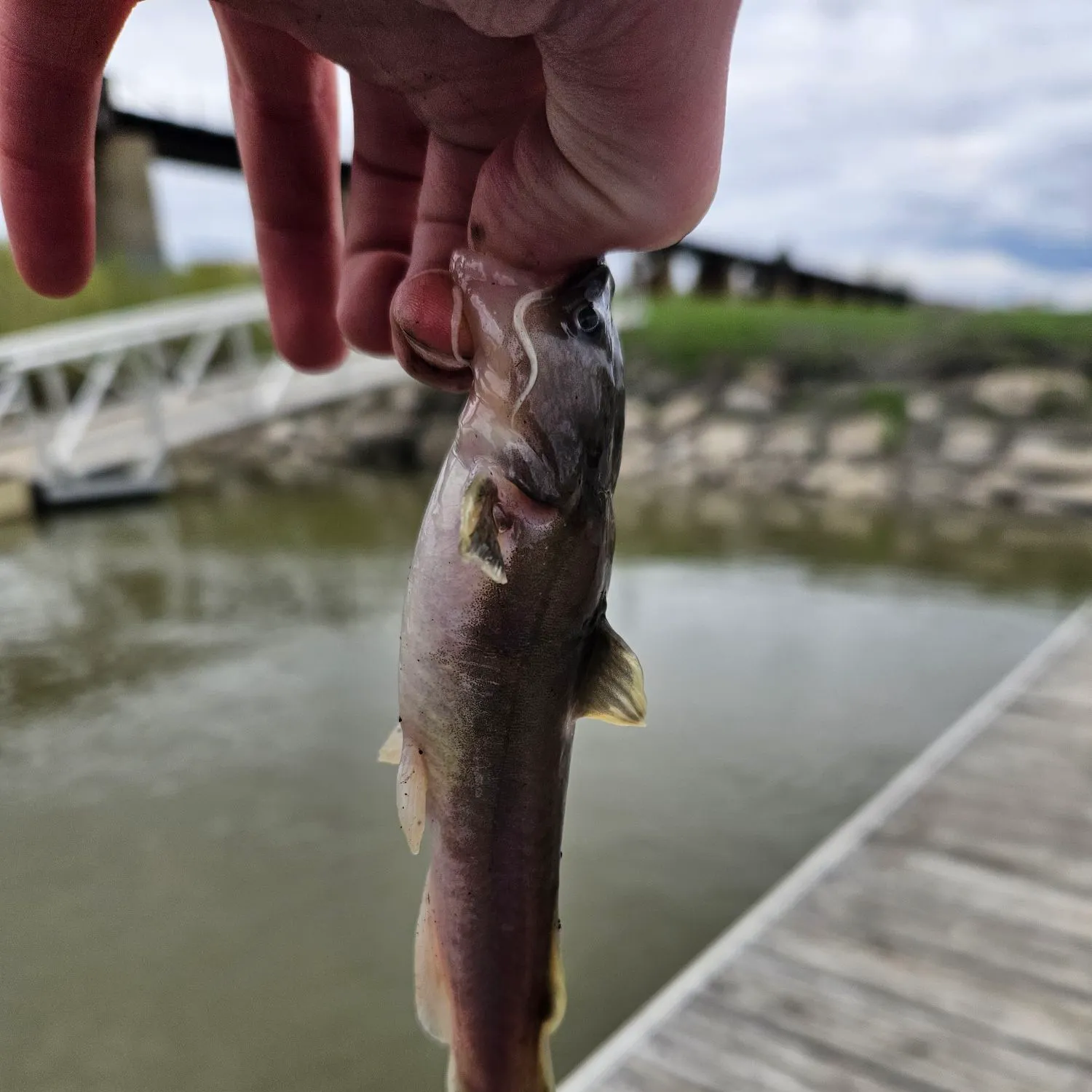 The most recent Stonecat catches on Fishbrain