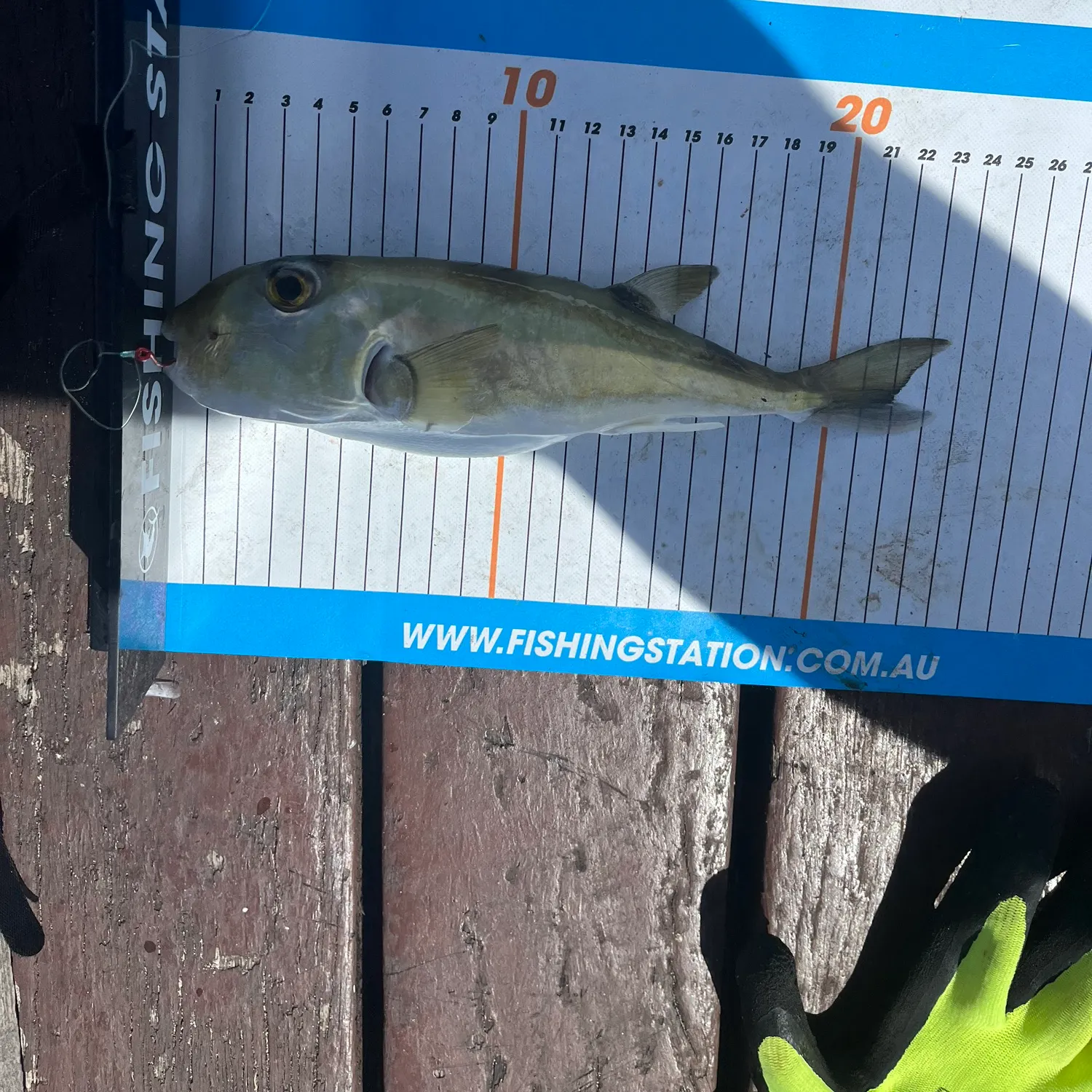 The most recent Half-smooth golden pufferfish catches on Fishbrain