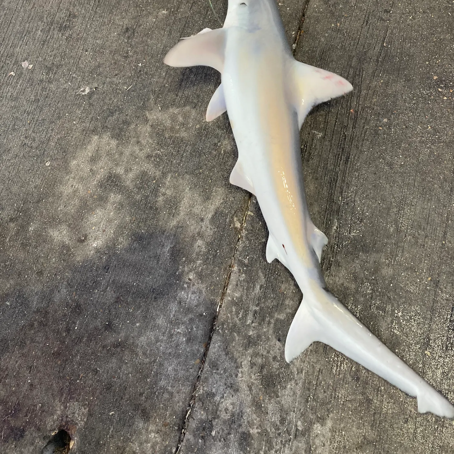 The most recent Sandbar shark catches on Fishbrain