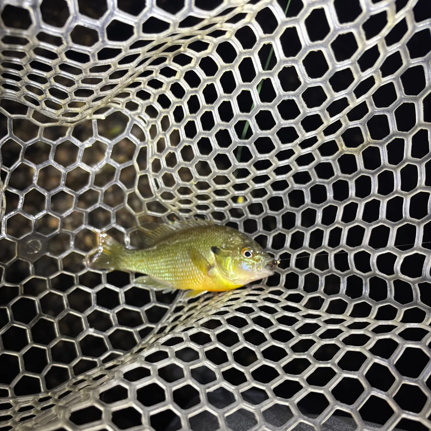 Redbreast sunfish caught on Fishbrain