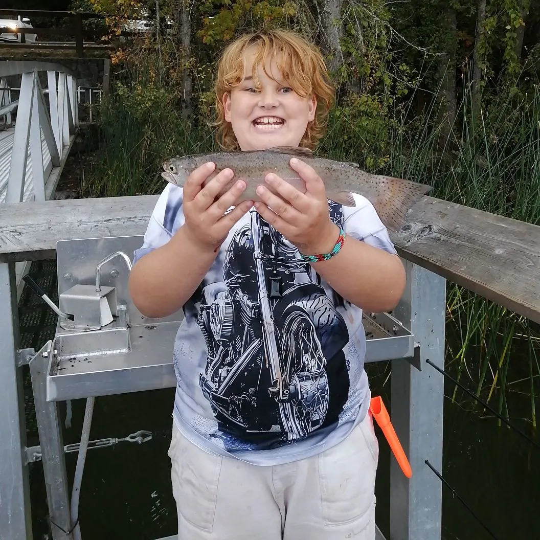 Rainbow trout caught on Fishbrain