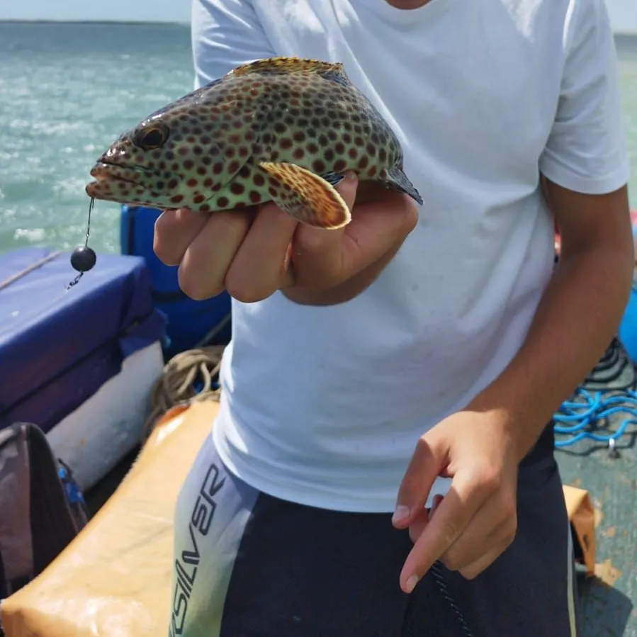 The most recent Honeycomb grouper catches on Fishbrain