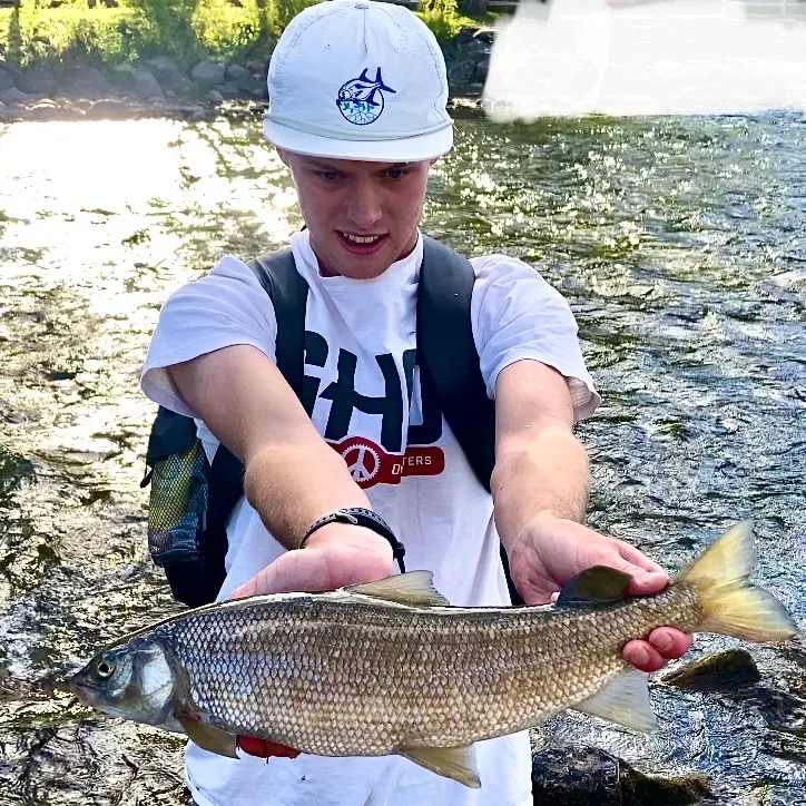 Mountain whitefish caught on Fishbrain