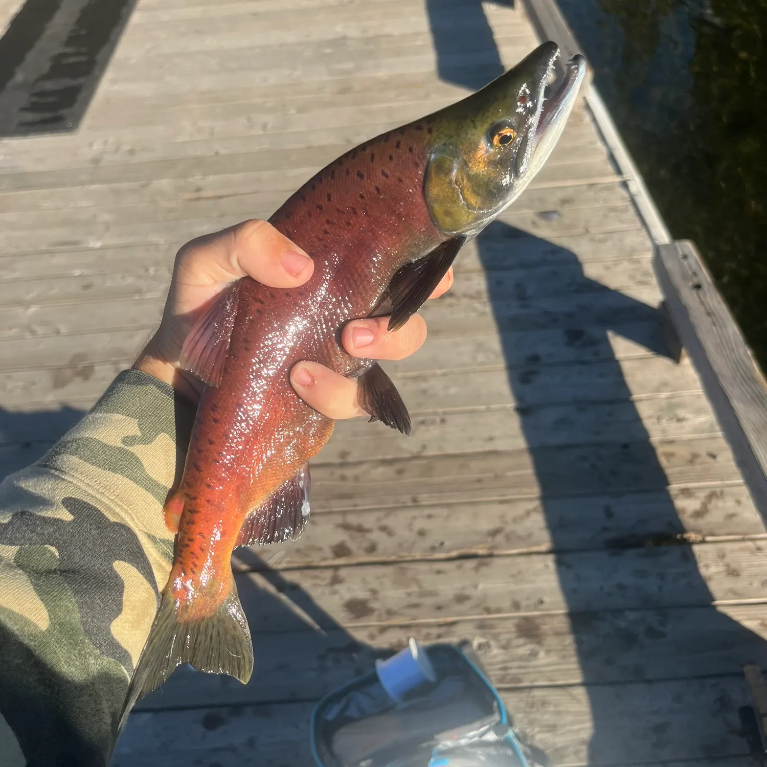 Kokanee salmon caught on Fishbrain
