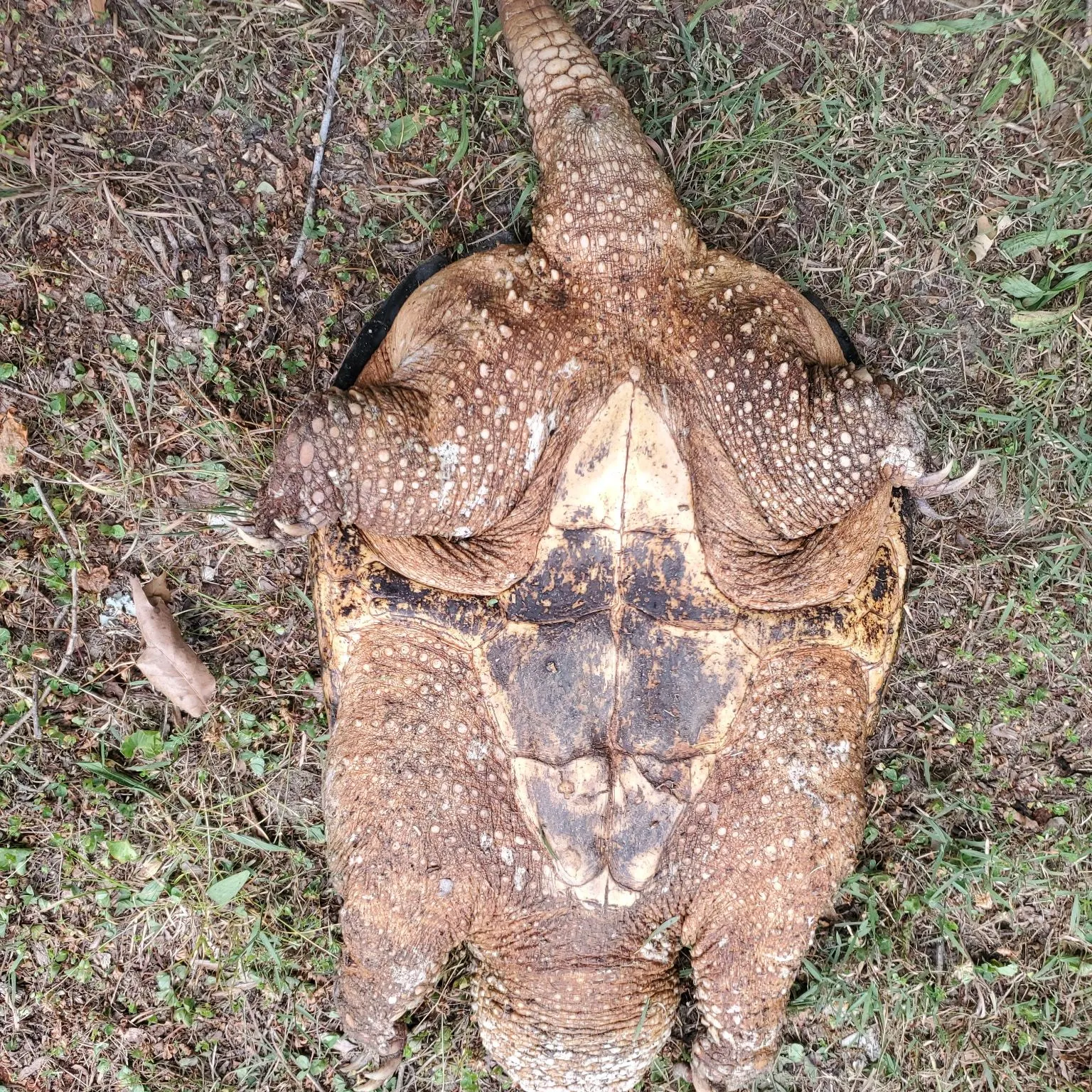 The most recent Common snapping turtle catches on Fishbrain