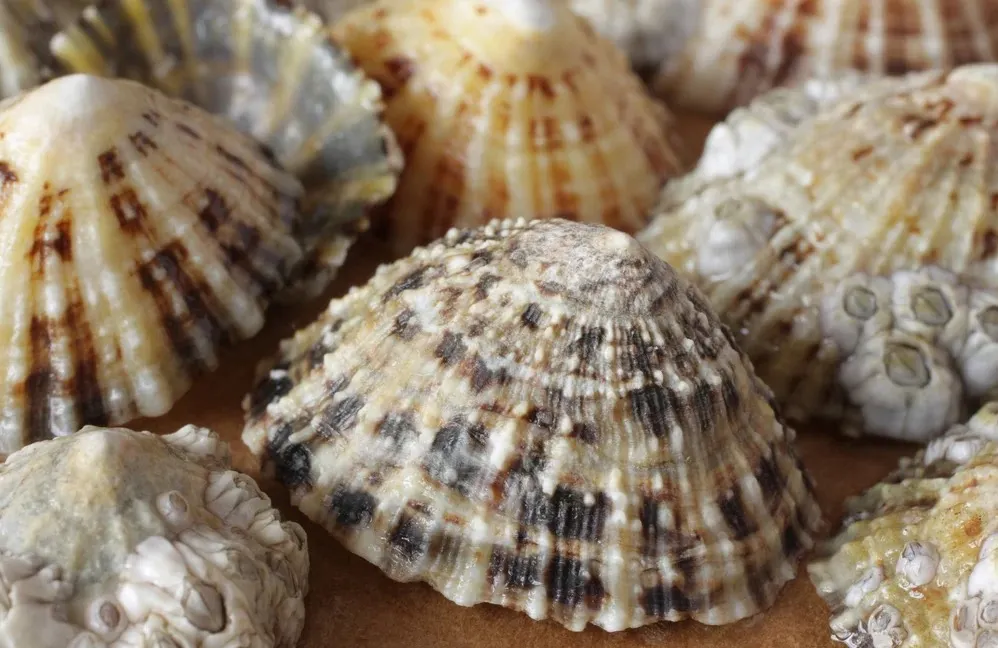 Limpet