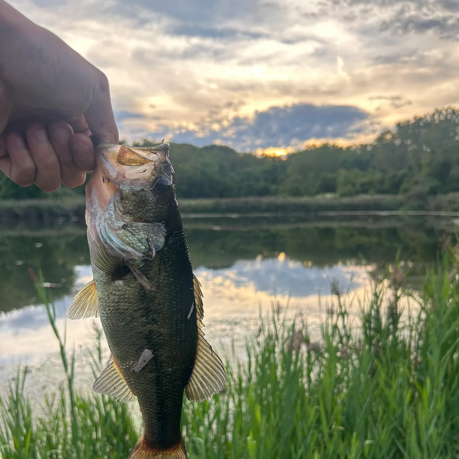 Largemouth bass caught on Fishbrain