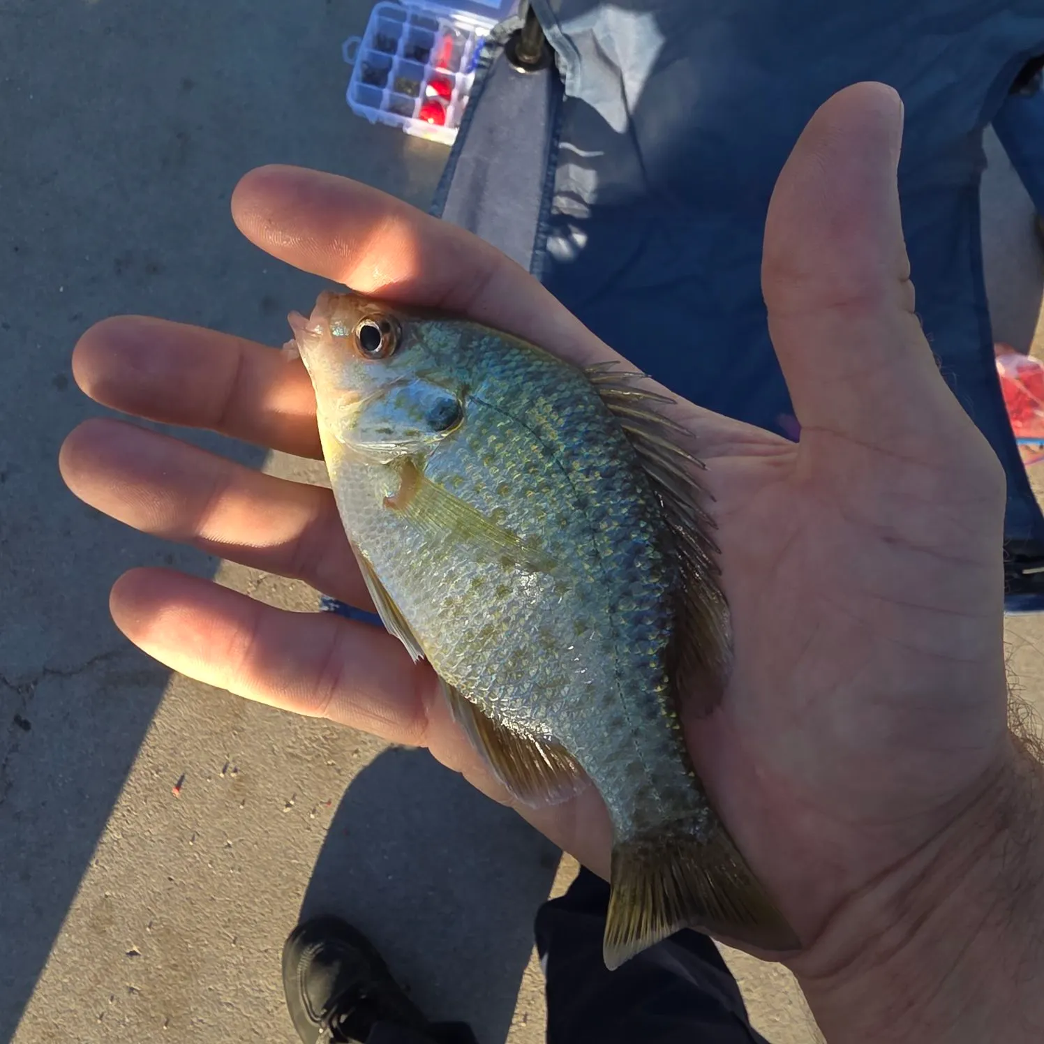 Bluegill caught on Fishbrain