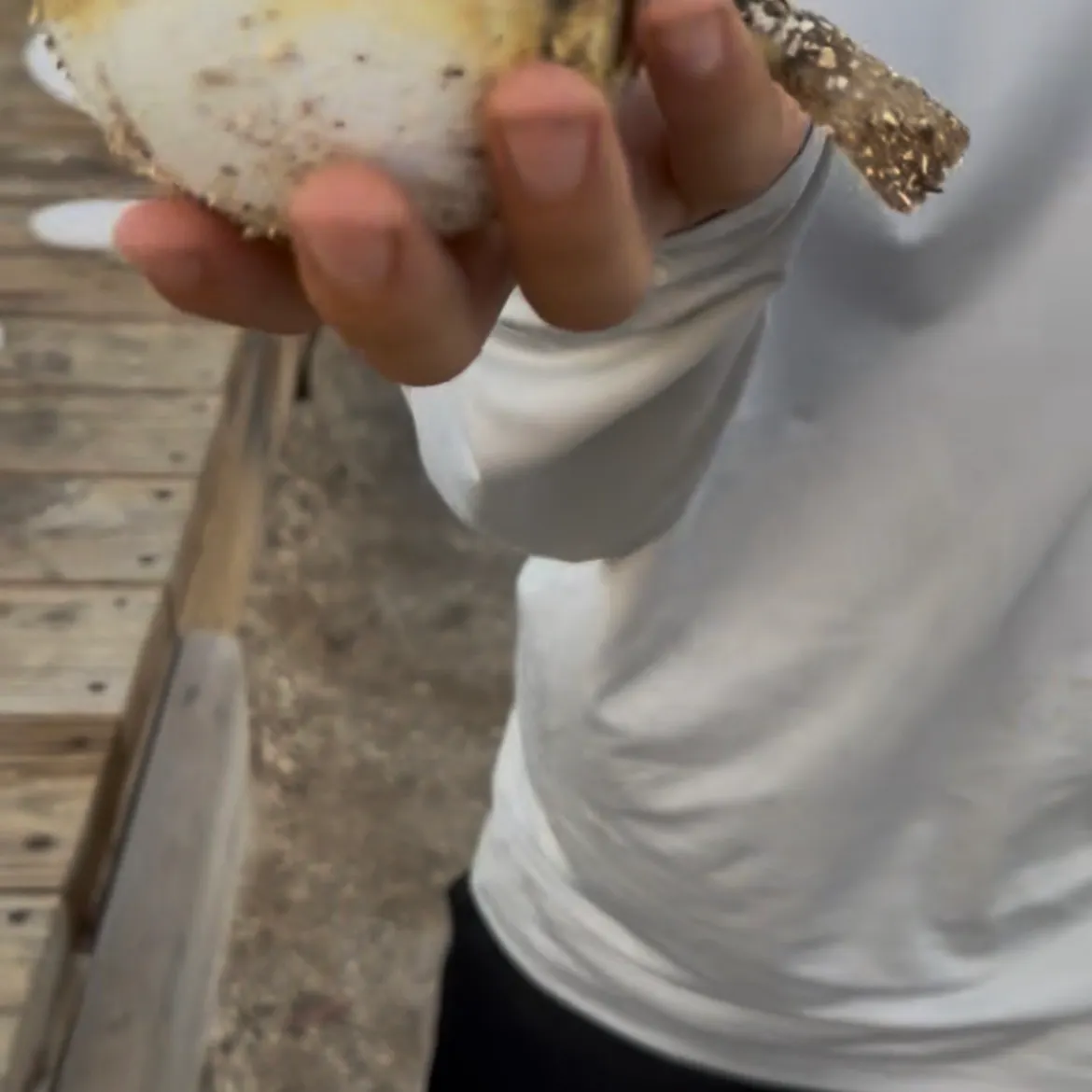 Northern puffer caught on Fishbrain