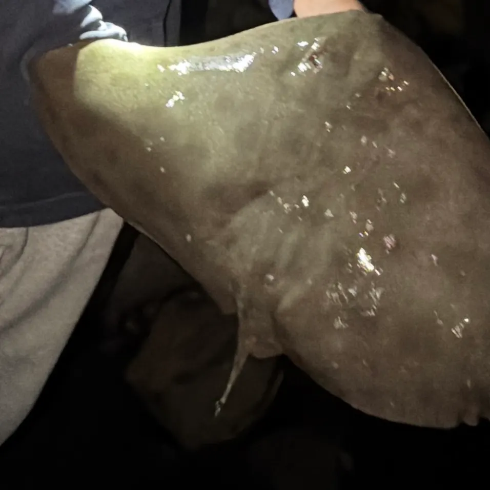 The most recent California butterfly ray catches on Fishbrain