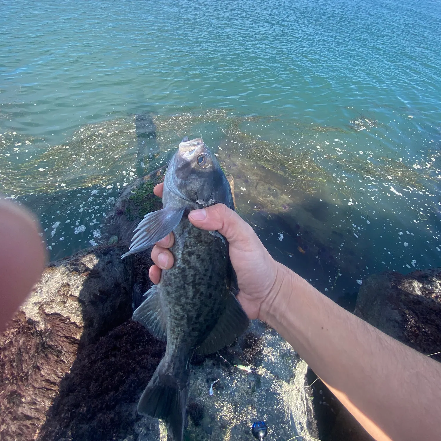 The most recent Blue rockfish catches on Fishbrain