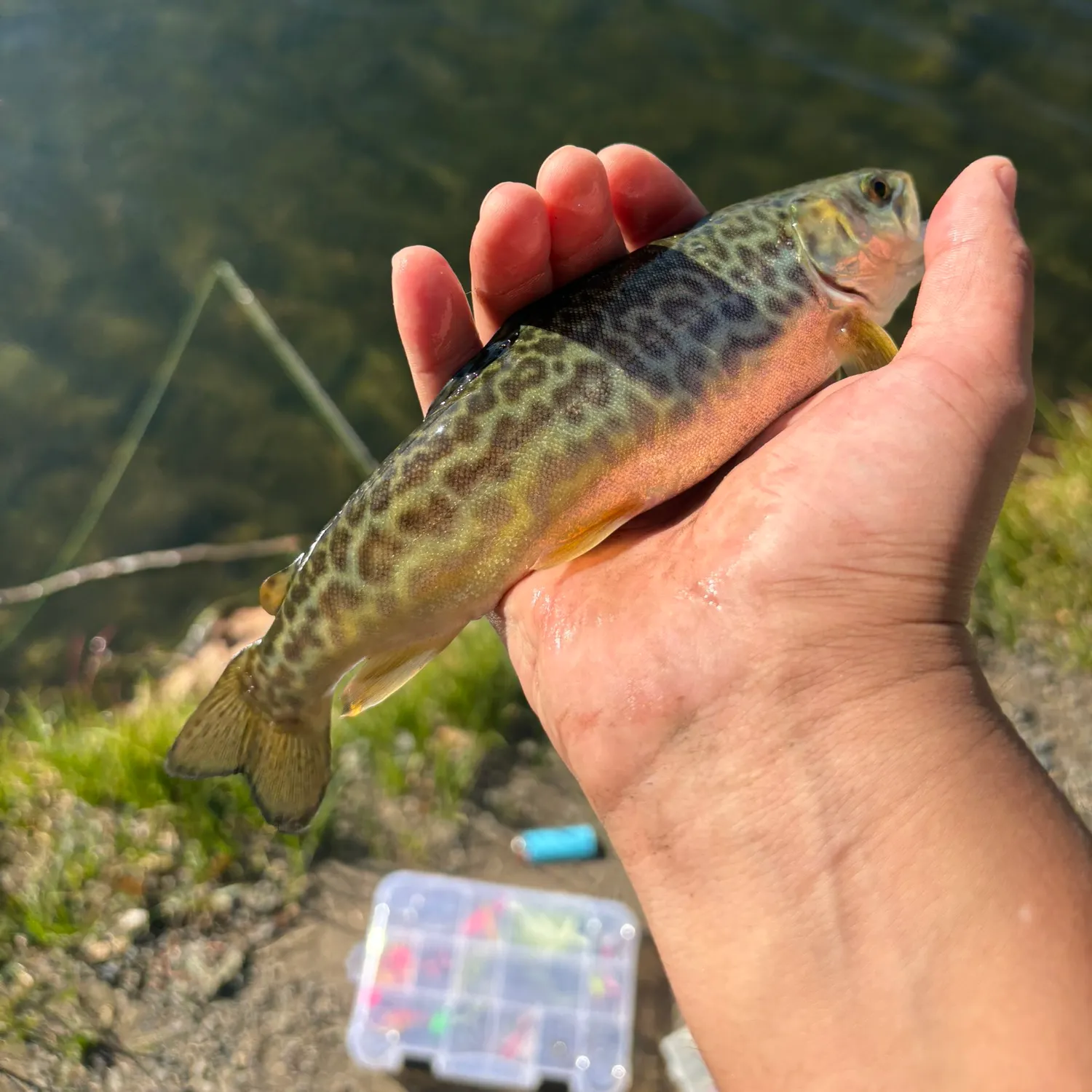 Tiger trout caught on Fishbrain