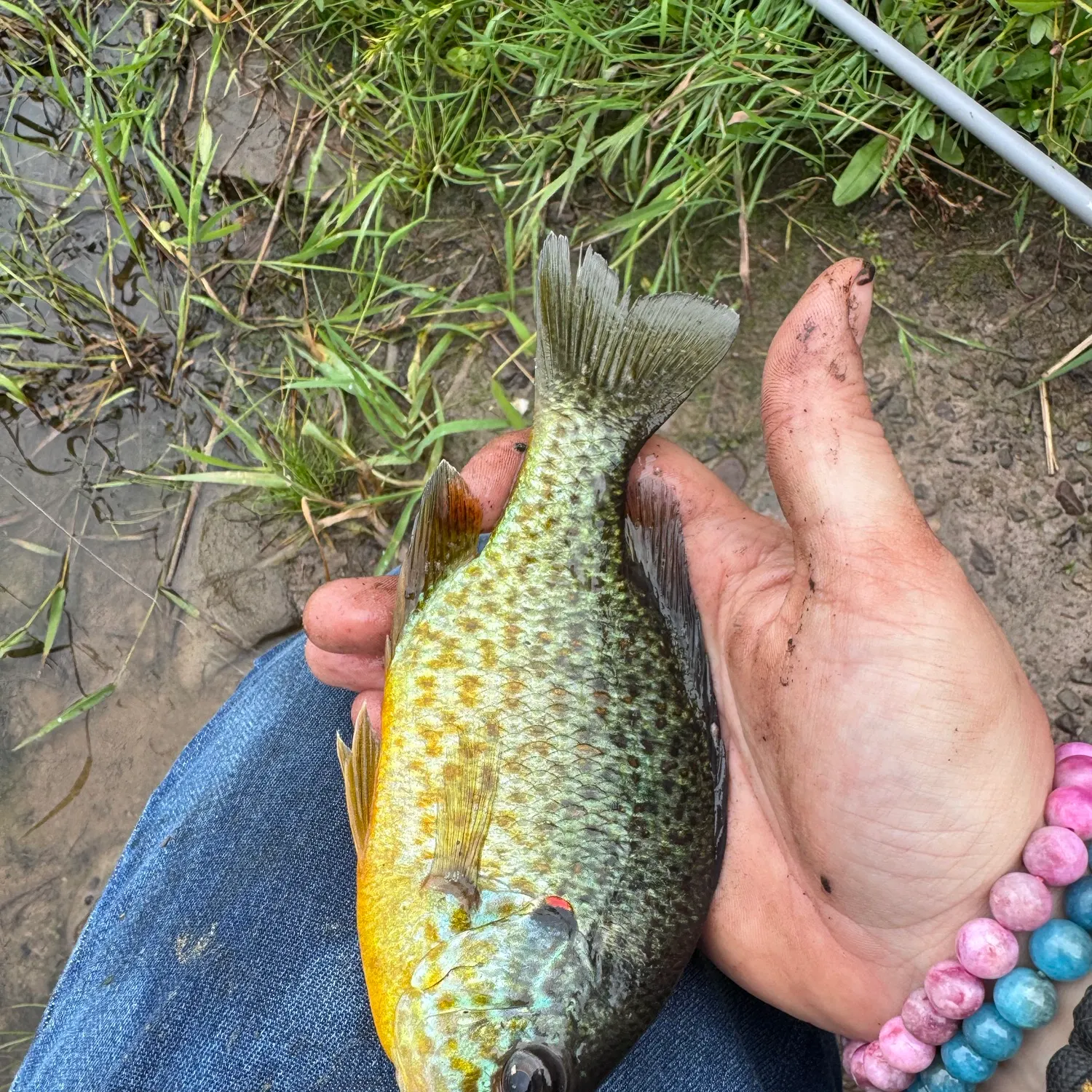 Pumpkinseed caught on Fishbrain