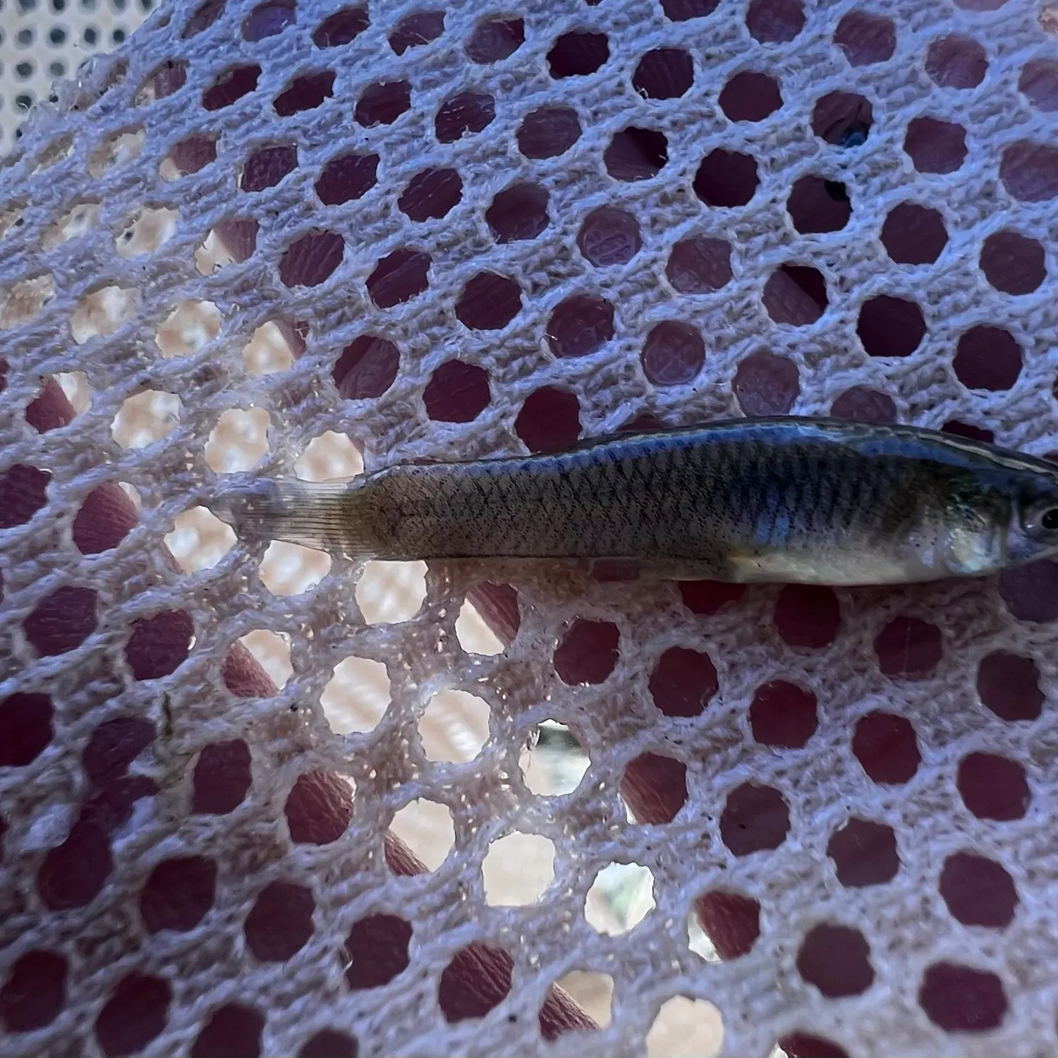 The most recent Western mosquitofish catches on Fishbrain