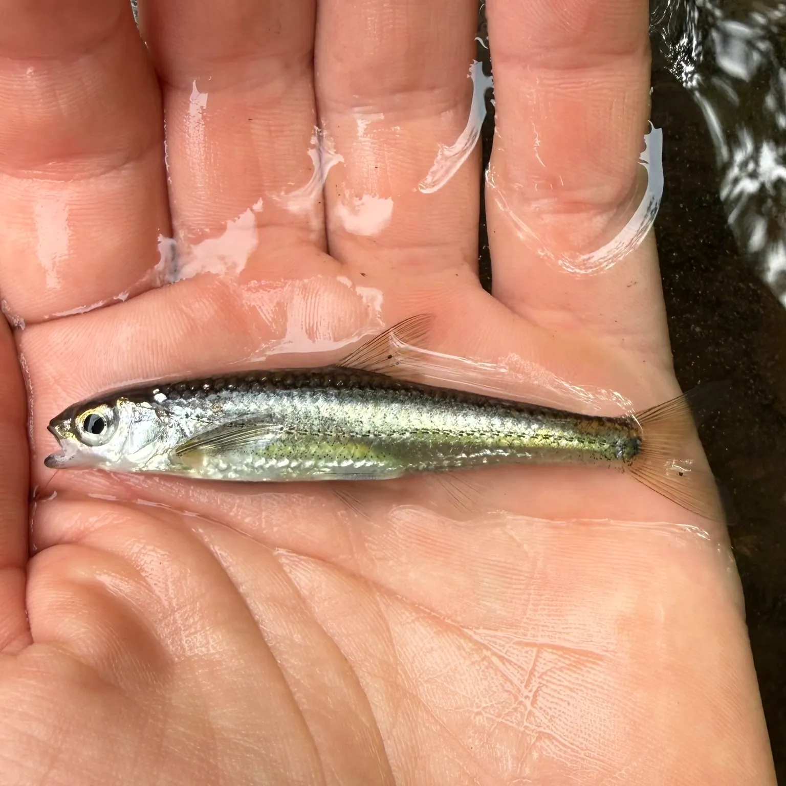 The most recent Tennessee shiner catches on Fishbrain